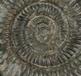 Dactylioceras Ammonite Fossil - England #100456-1